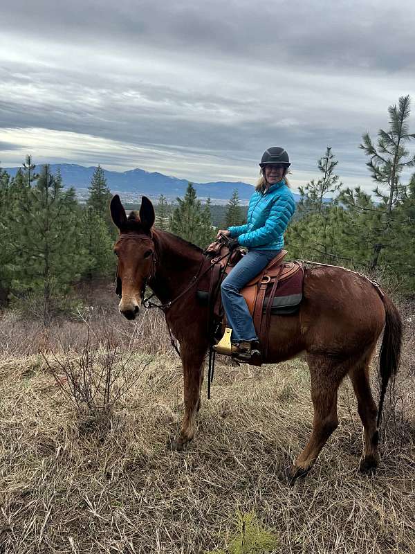 trail-riding-mule
