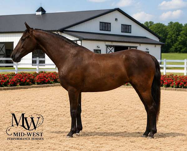 black-all-around-horse