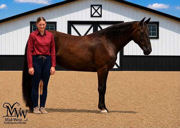 black-beginner-horse