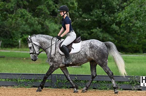 sport-horse-friesian