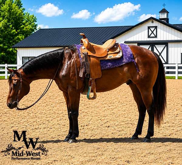 all-around-quarter-horse
