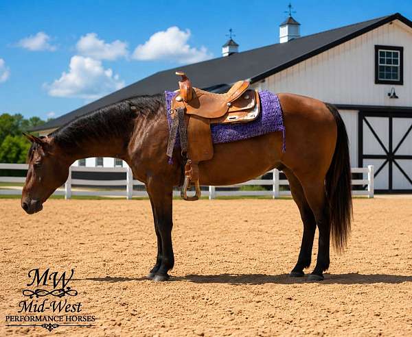 beginner-quarter-horse