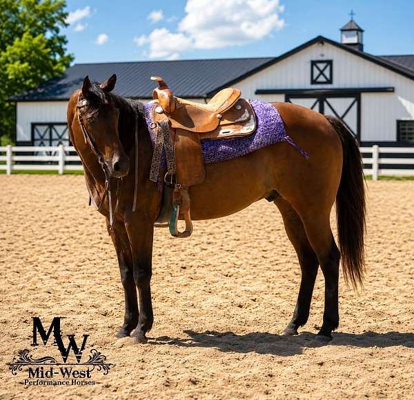 endurance-quarter-horse