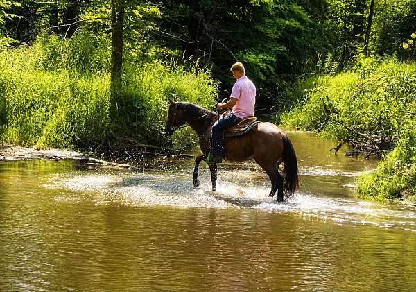 experienced-quarter-horse