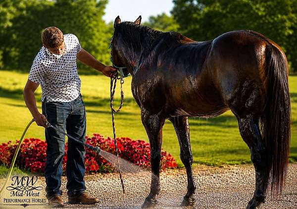 flashy-quarter-horse