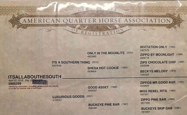 parade-quarter-horse