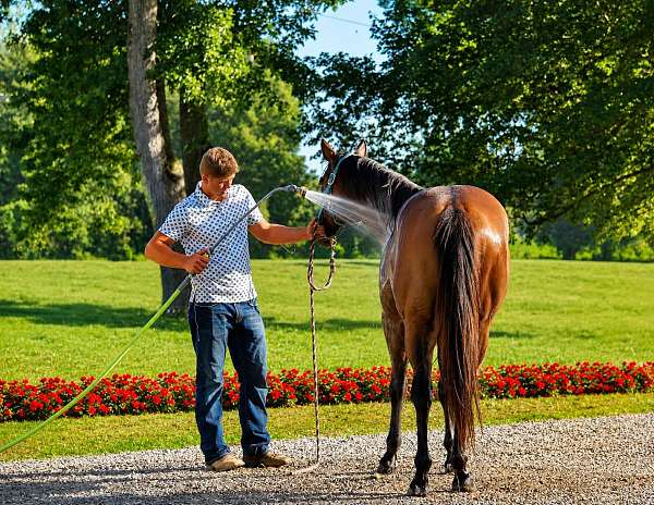 performance-quarter-horse