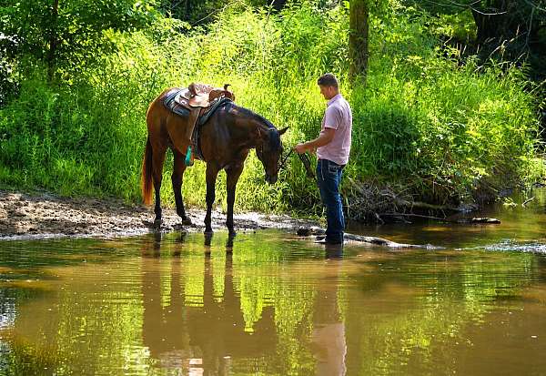 playday-quarter-horse