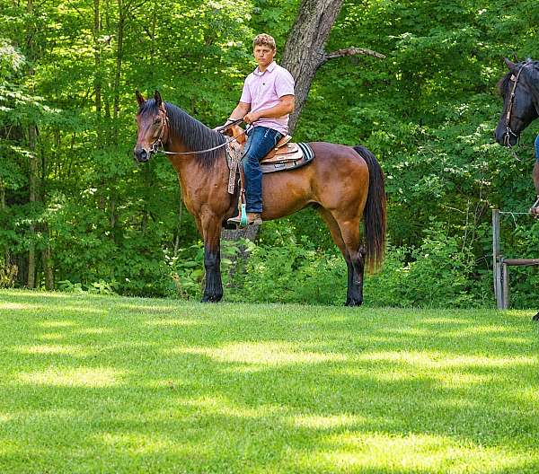 ranch-versatility-quarter-horse
