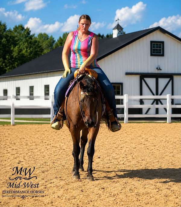 ranch-work-quarter-horse