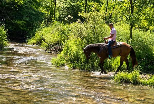 roping-quarter-horse