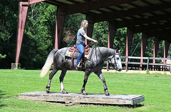 all-around-friesian-horse