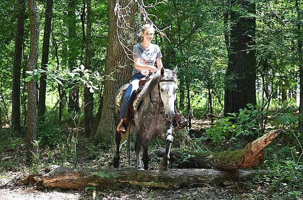athletic-friesian-horse