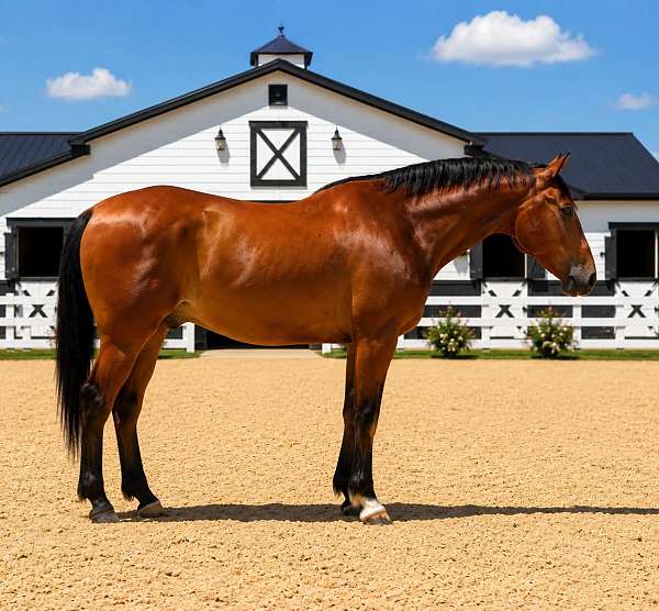 draft-horse