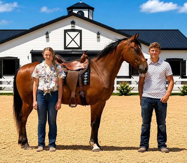 endurance-draft-horse