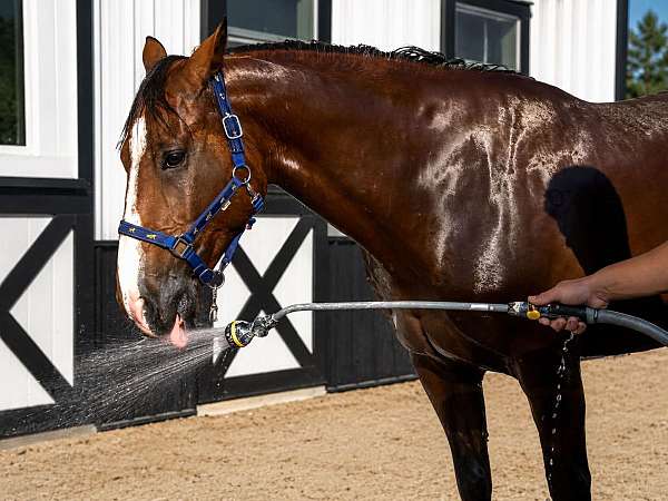 experienced-draft-horse