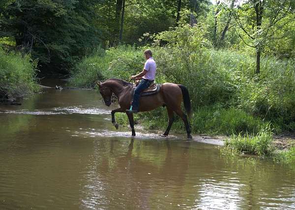 flashy-draft-horse