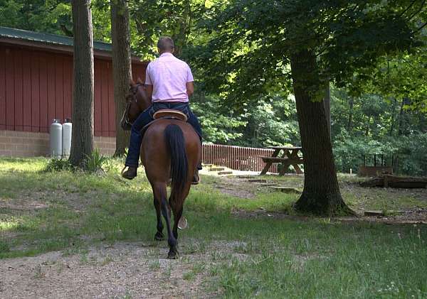 pack-draft-horse