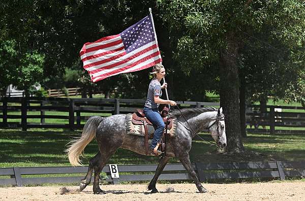 flashy-friesian-horse