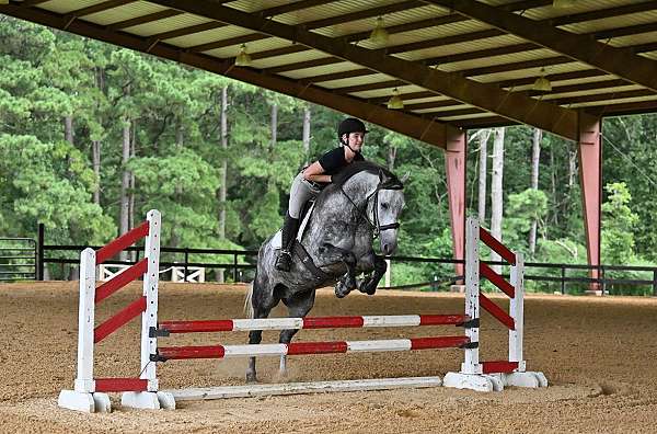 gelding-friesian-horse