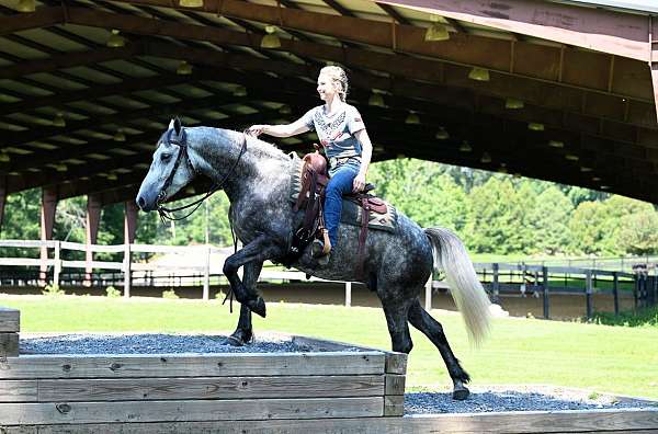 western-friesian-horse