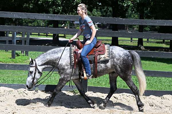 beginner-friesian-horse