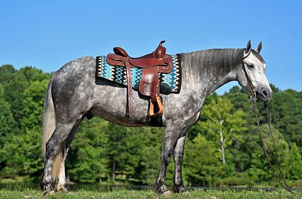 dappled-friesian-horse
