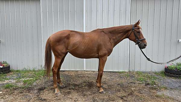 starstripe-horse