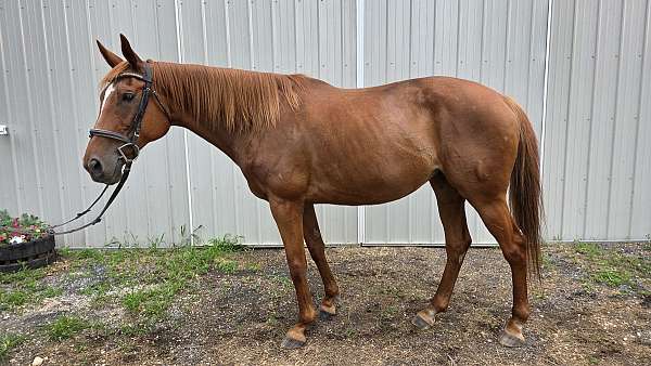 chestnut-starstripe-horse