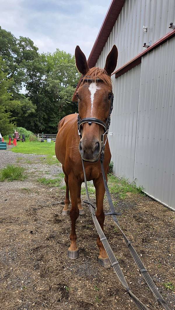 all-around-thoroughbred-horse