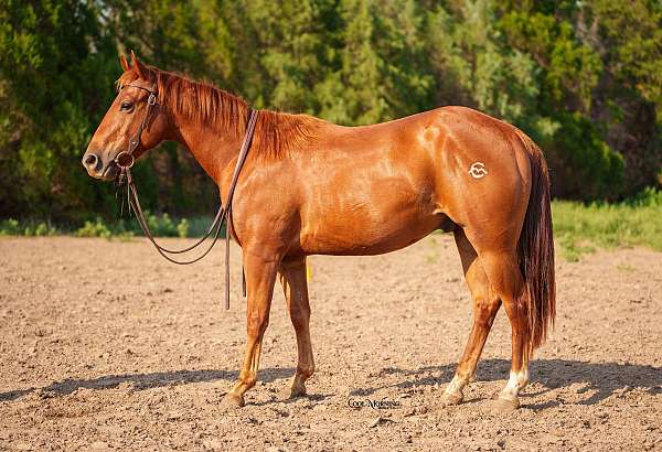 all-around-quarter-horse
