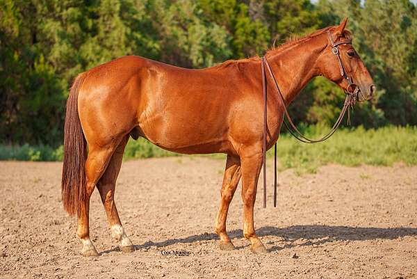 calf-roping-quarter-horse