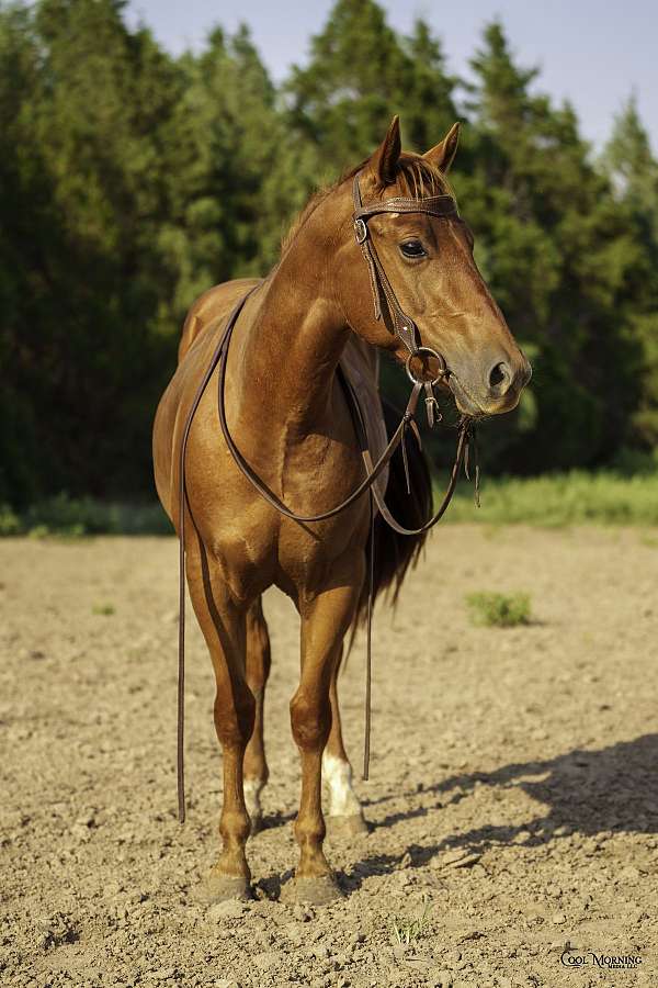 cowboy-mounted-shooting-quarter-horse