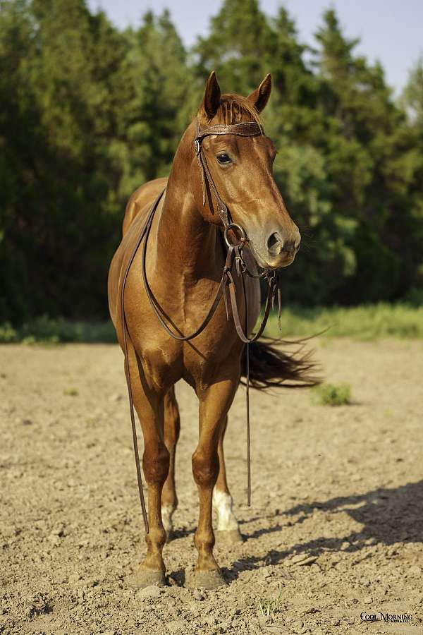 cutting-quarter-horse