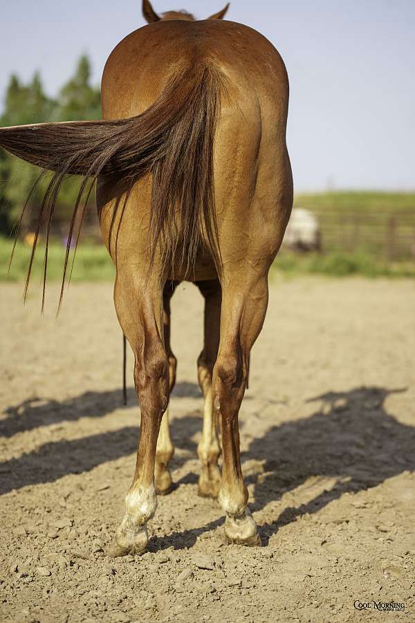 cutting-prospect-quarter-horse