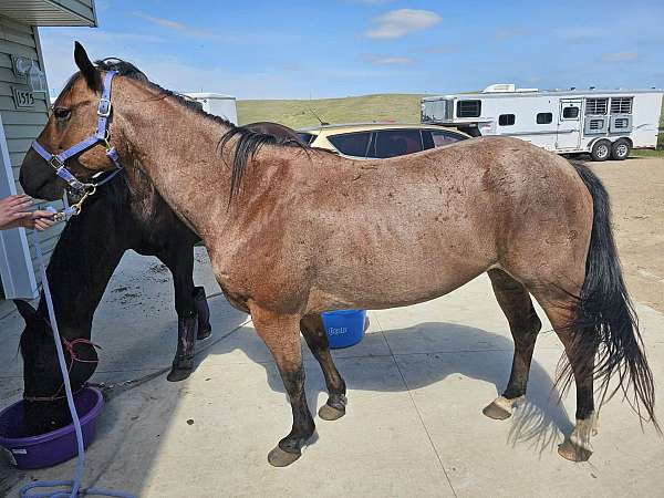 quarter-horse-mare