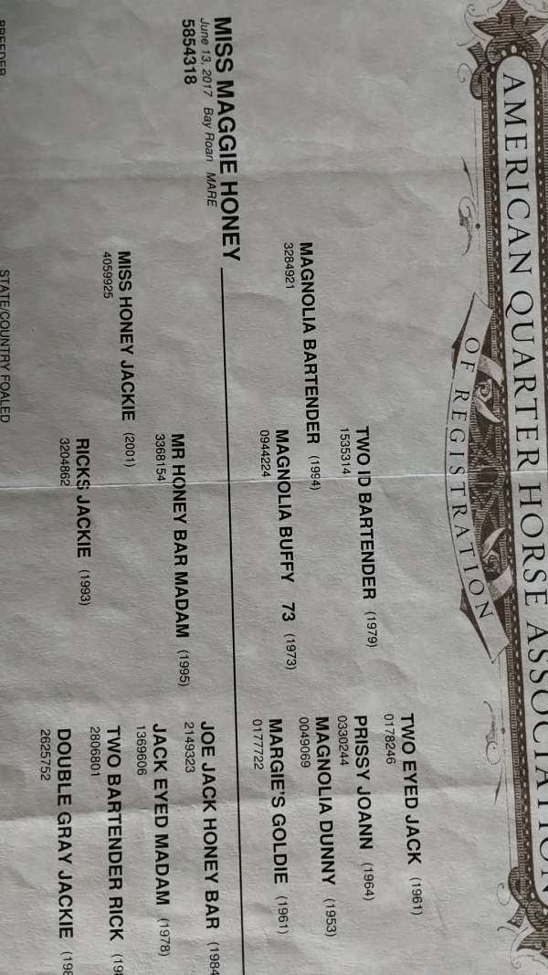 quarter-horse-for-sale