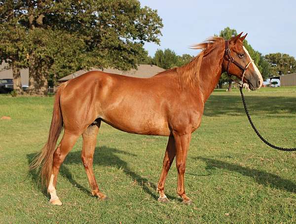 athletic-quarter-horse