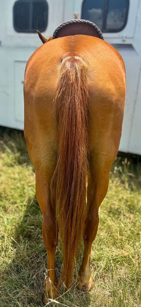 barrel-quarter-horse