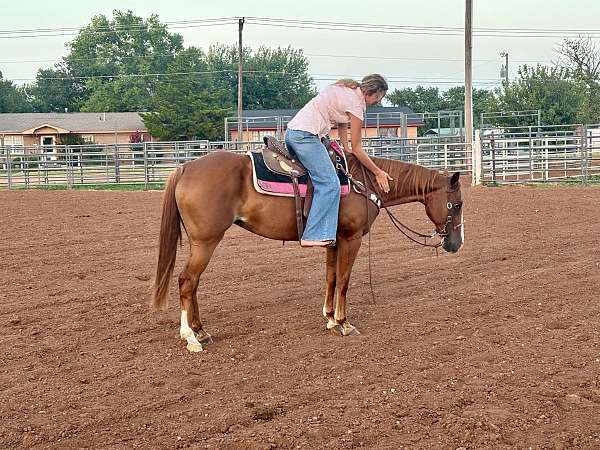 all-around-quarter-horse