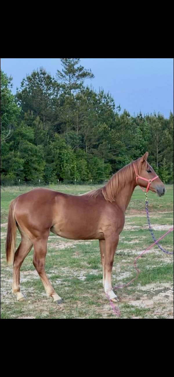 star-stripe-snip-horse