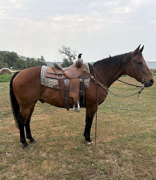 all-around-quarter-horse