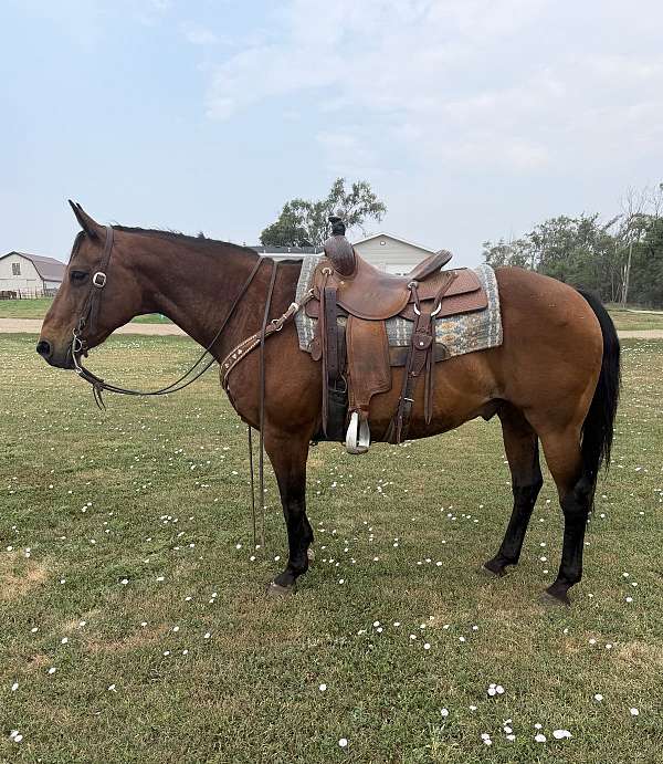 flashy-quarter-horse