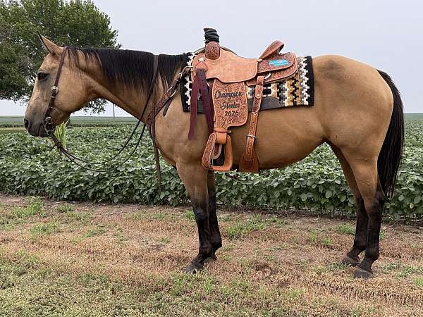 all-around-quarter-horse