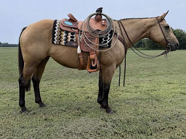 athletic-quarter-horse