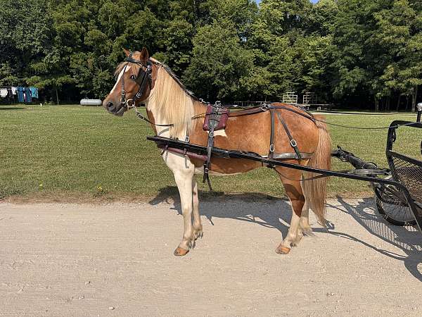 pony-gelding