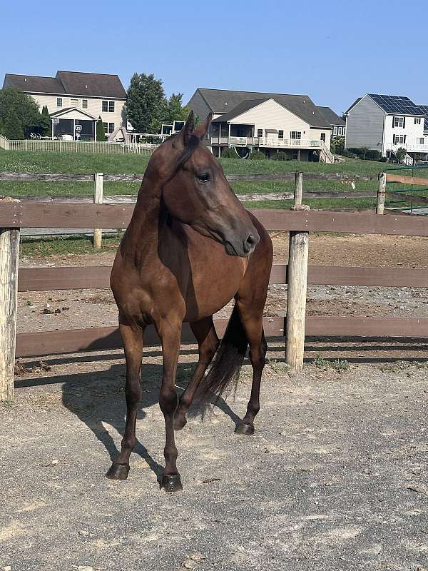 bay-paso-fino-gelding