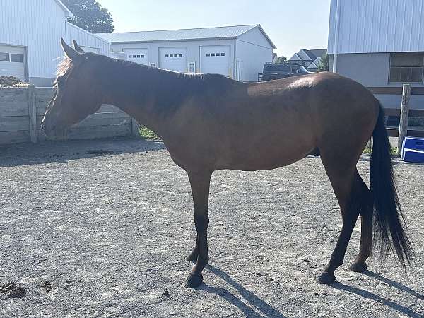 gaited-paso-fino-horse