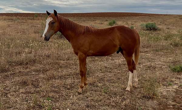 sorrel-blaze-two-white-stockings-rear-legs-horse