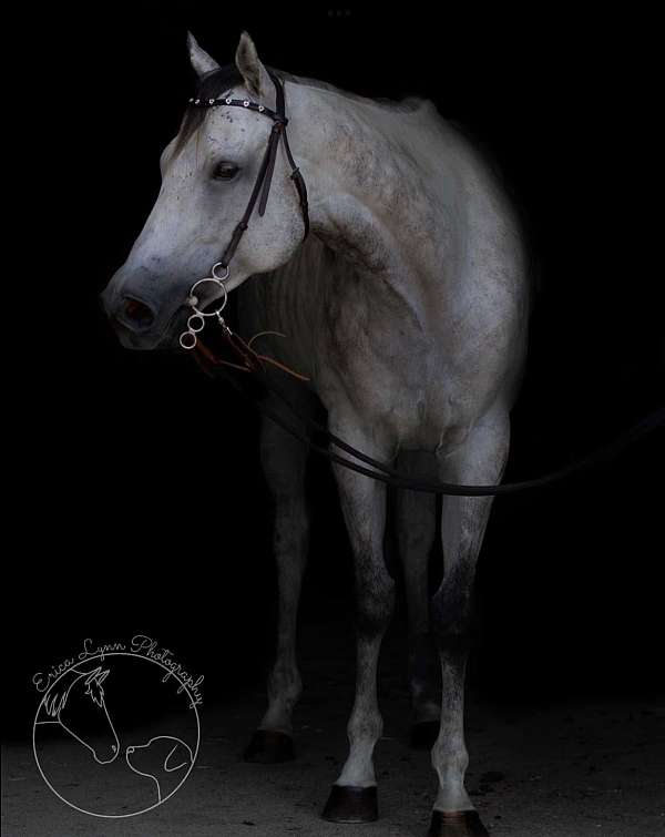greying-out-to-flea-bitten-grey-horse
